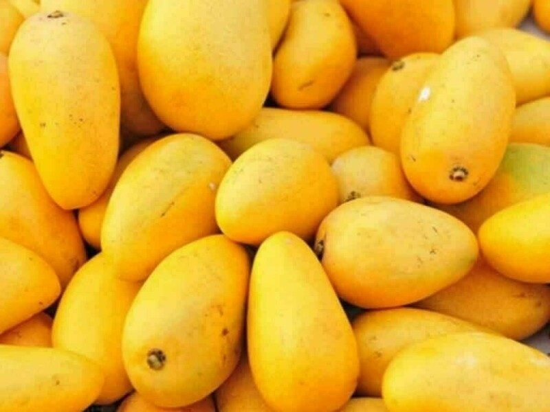 mango mango